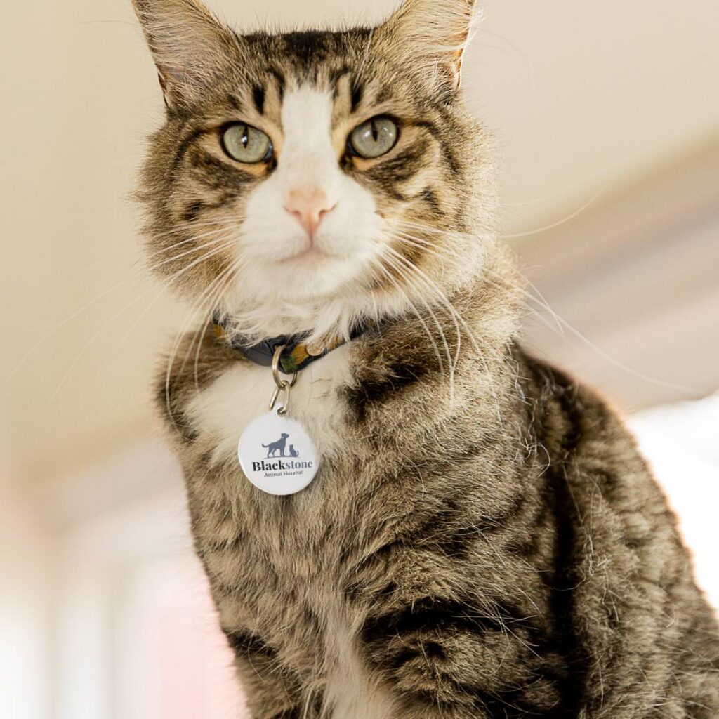 Cute Cat