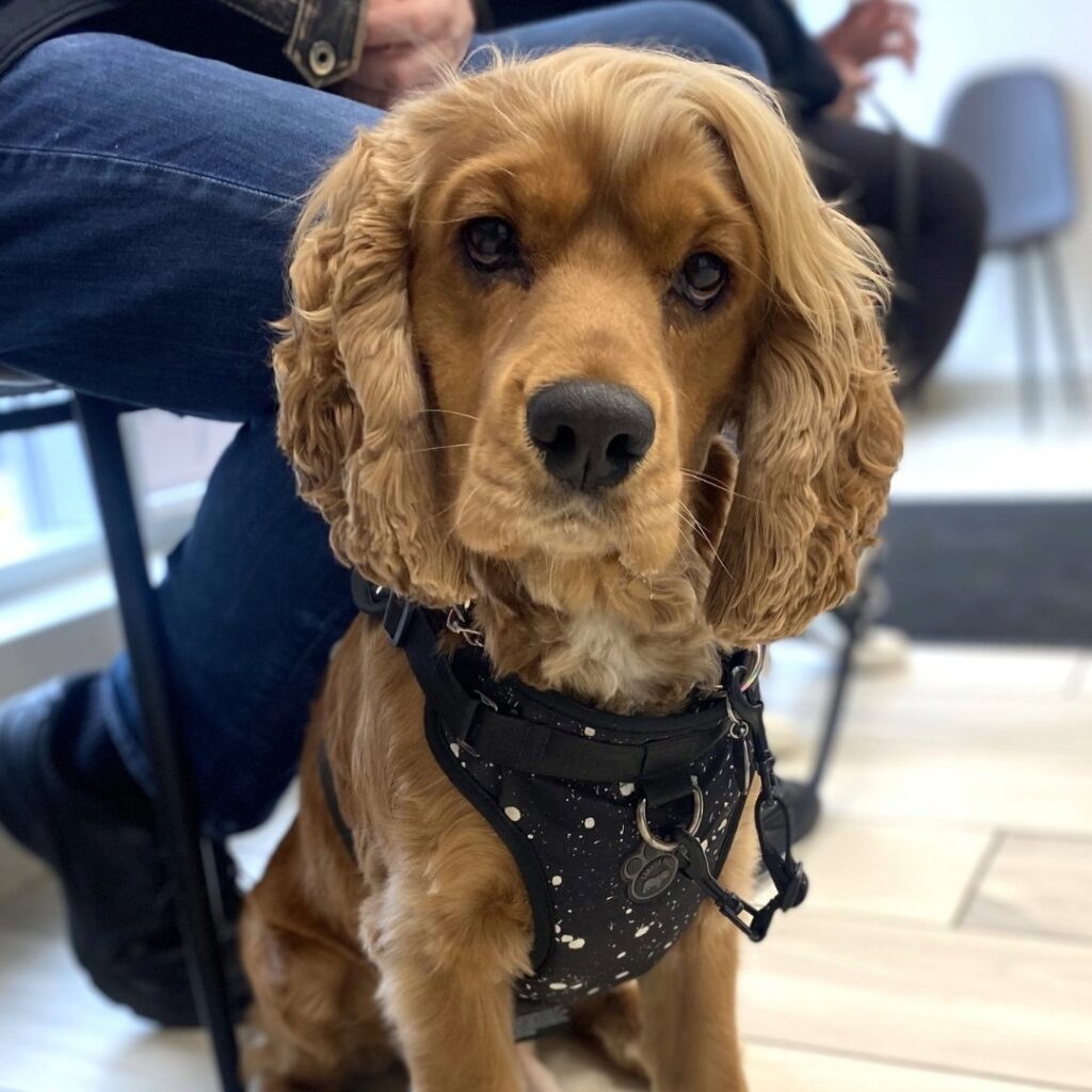 Cute Dog