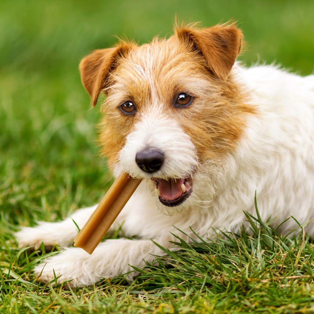 small dog chewing on dental chew treat