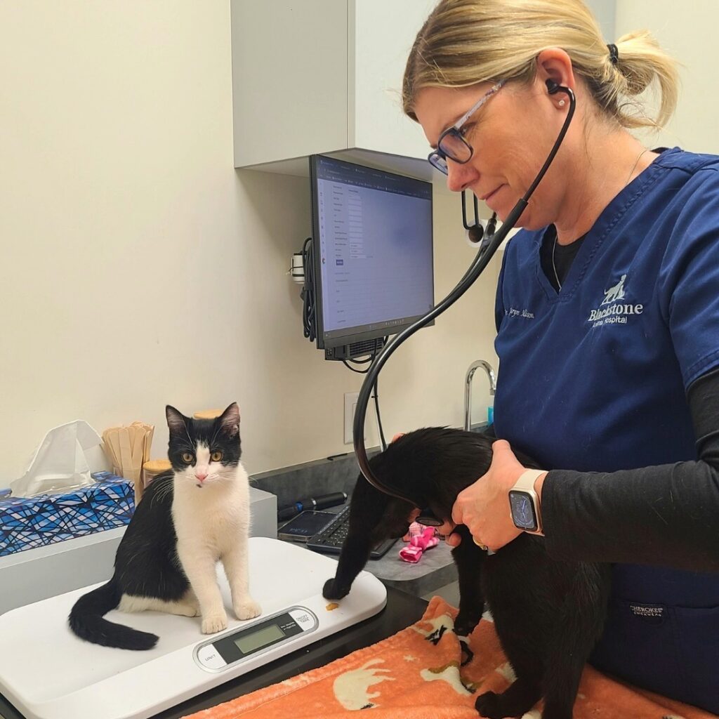 Female Veterinarian With Cats