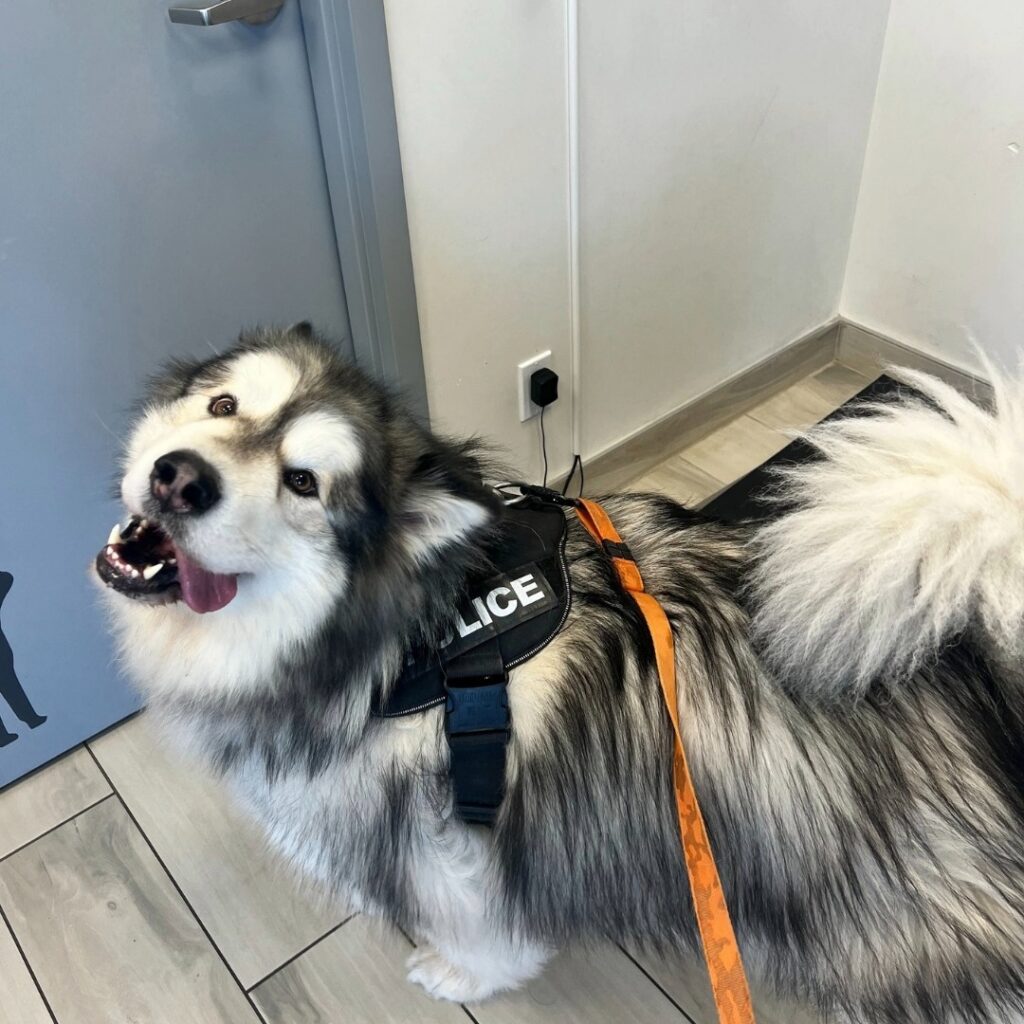 Happy Dog