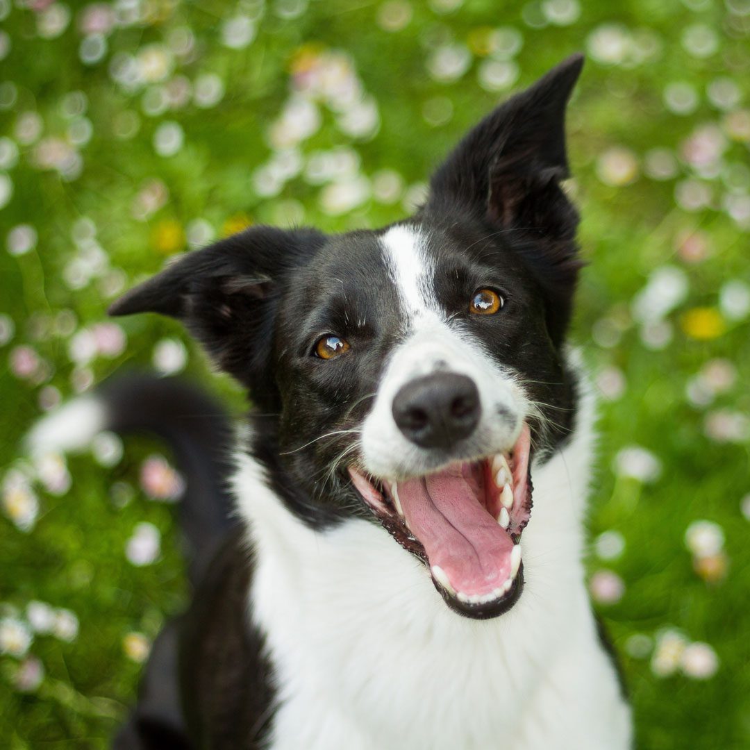 happy border collie dog looking up at the camera with flowers in the grass in the background
