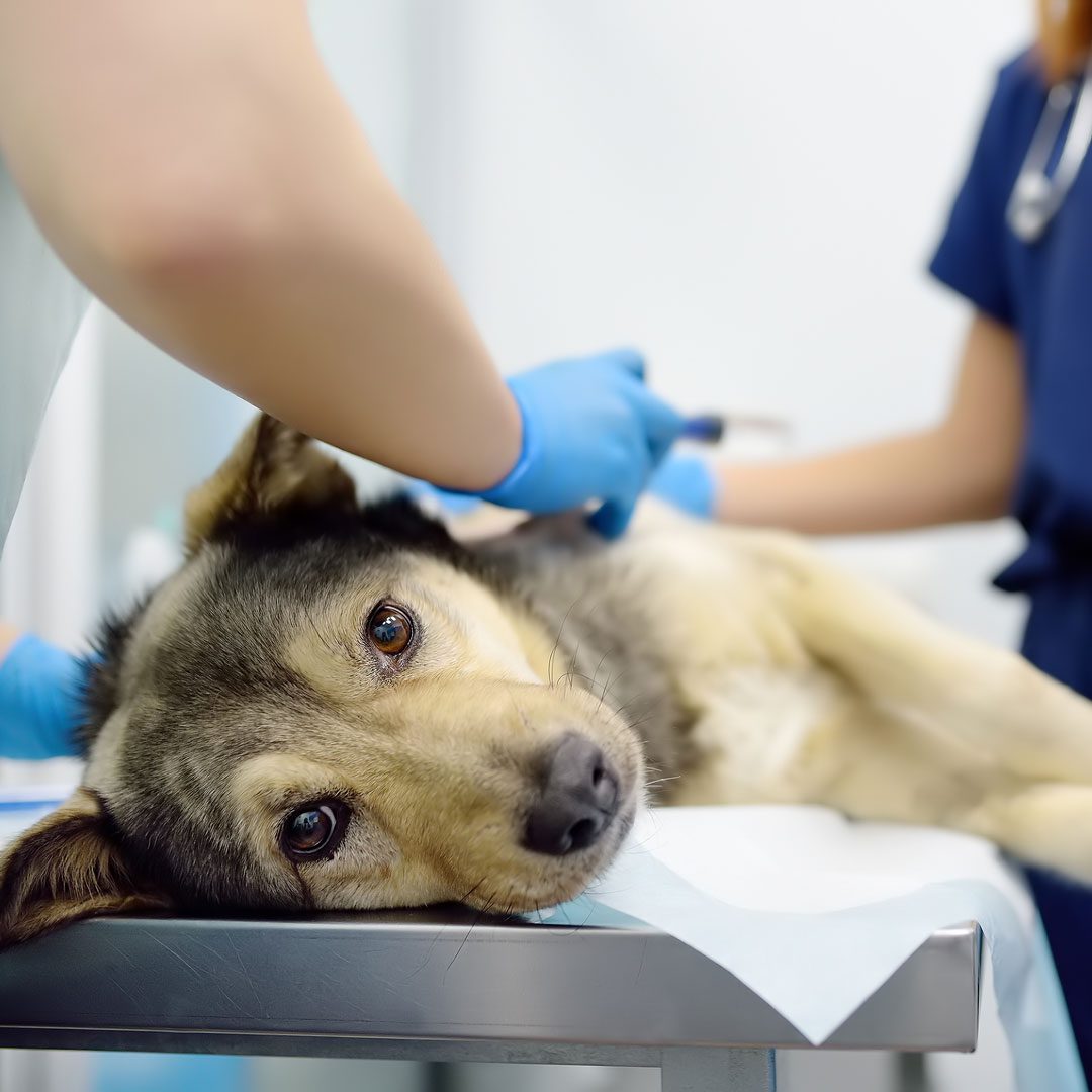 dog laying on veterinary exam table