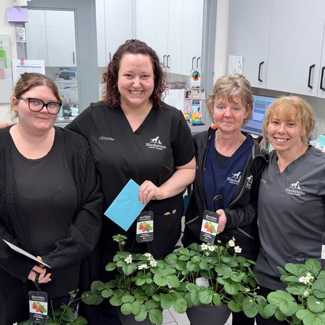 four female staff members posing for a picture while holding hanging plants