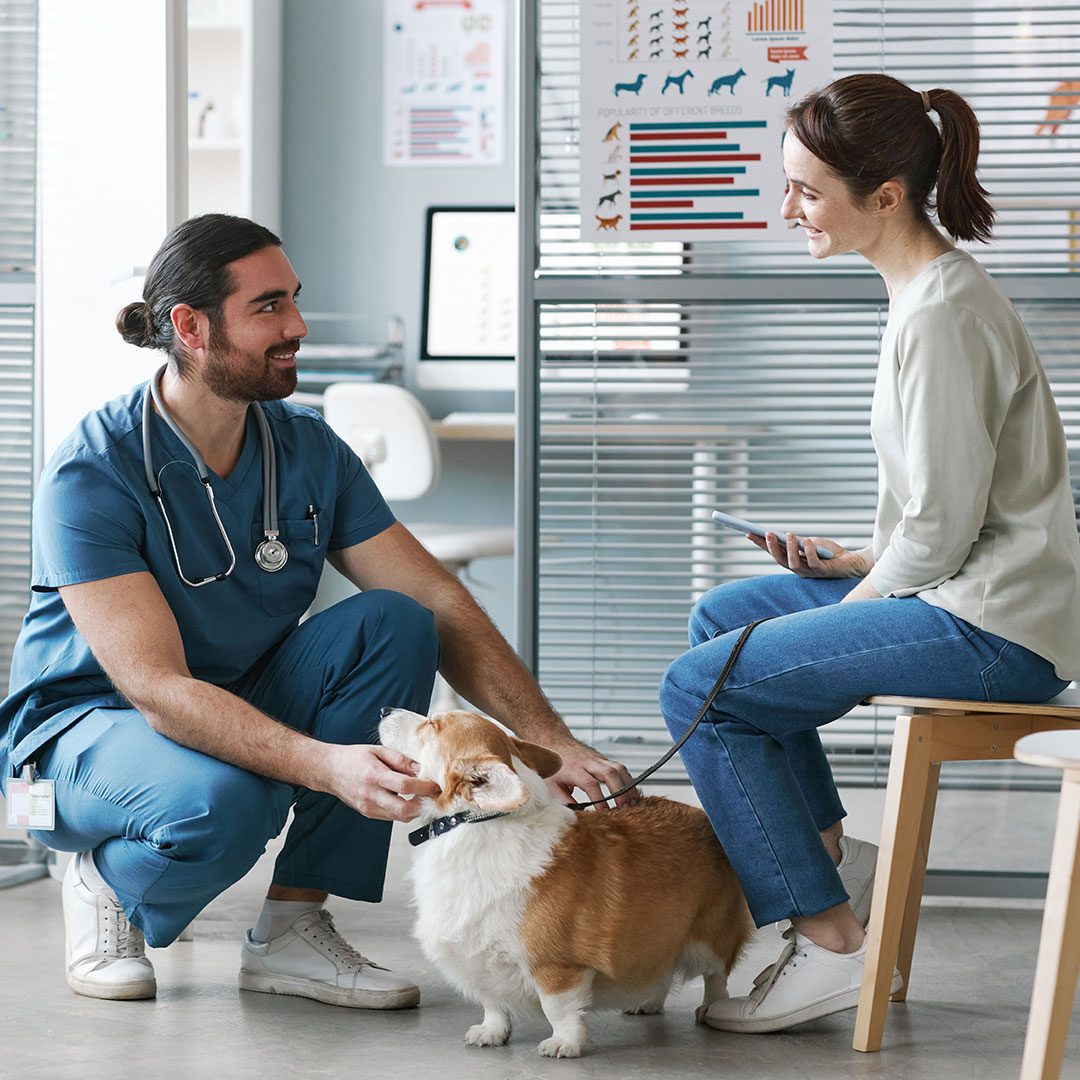 male veterinarian leaning down to pet welsh pembroke corgi while talking with female client