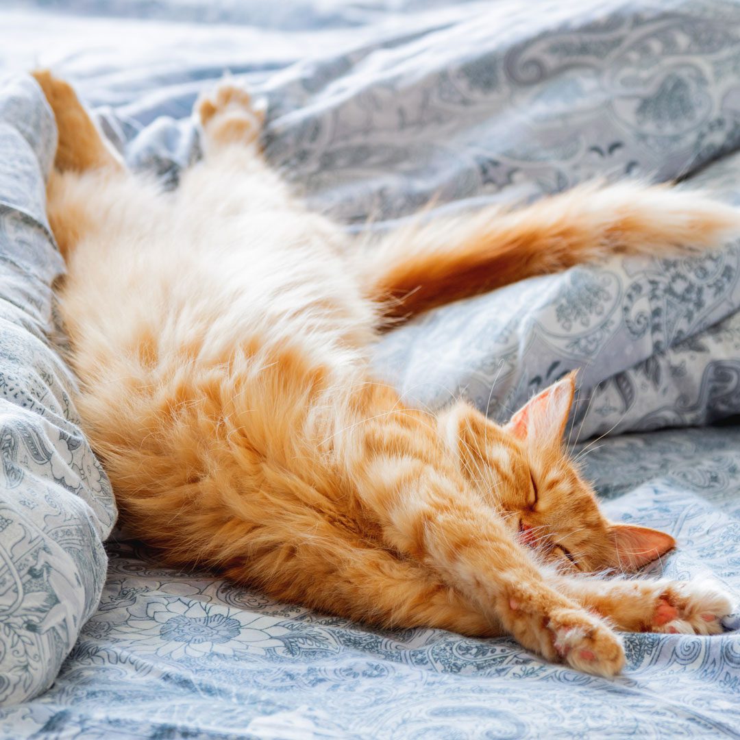 orange cat stretching on a cozy bed