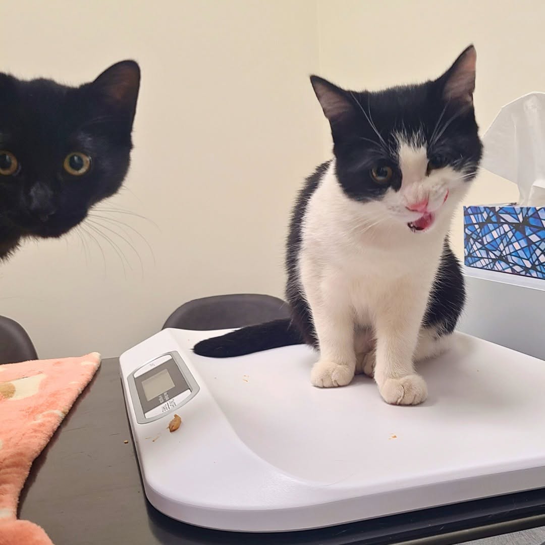 black and white cat sitting on a scale next to black cat
