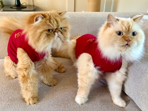 two fluffy cats wearing bandages after surgery