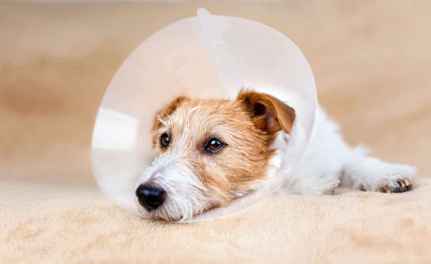 Dog With Cone Spay Neuter
