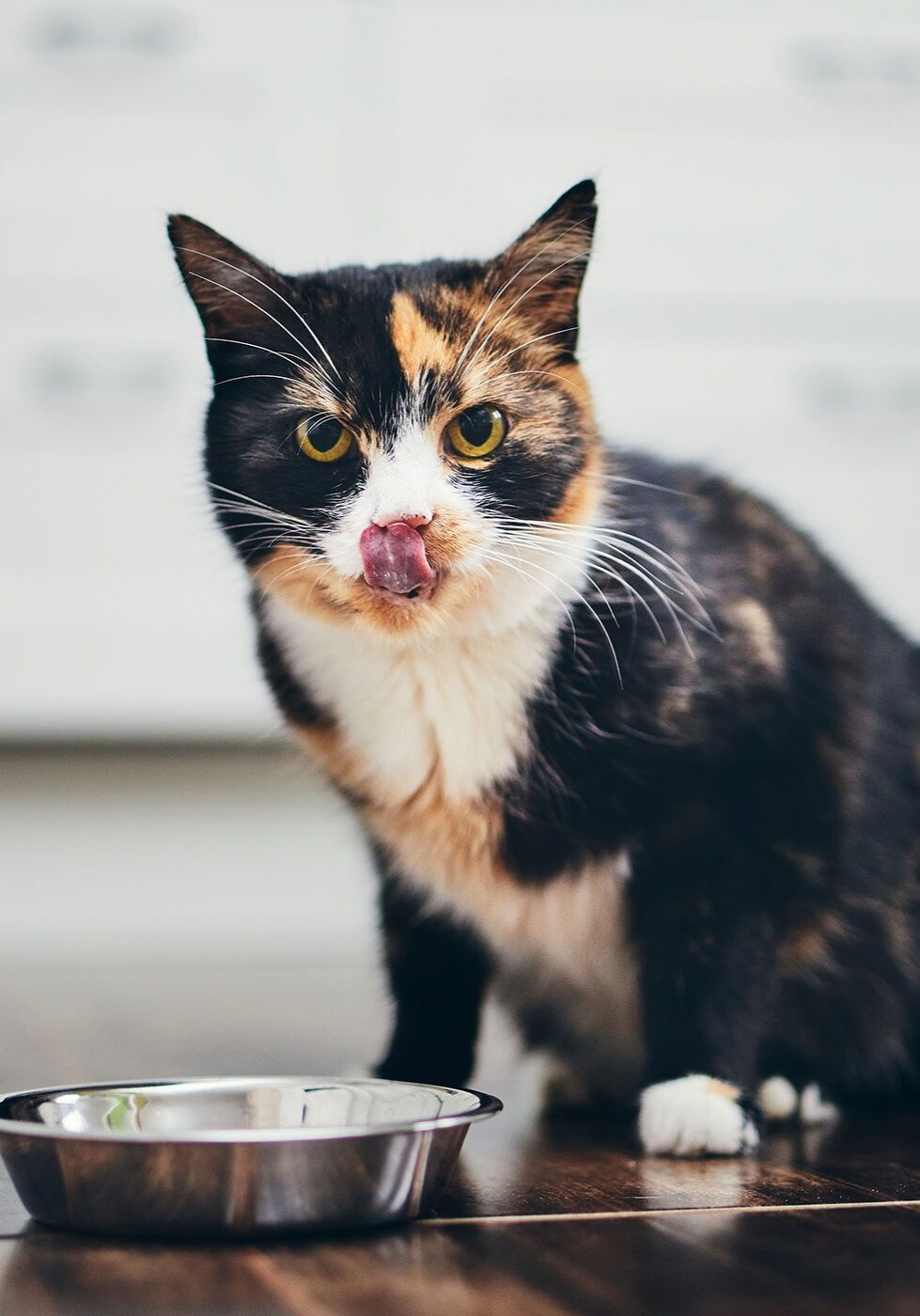 calico cat licking lips while sitting in front of metal food bowl
