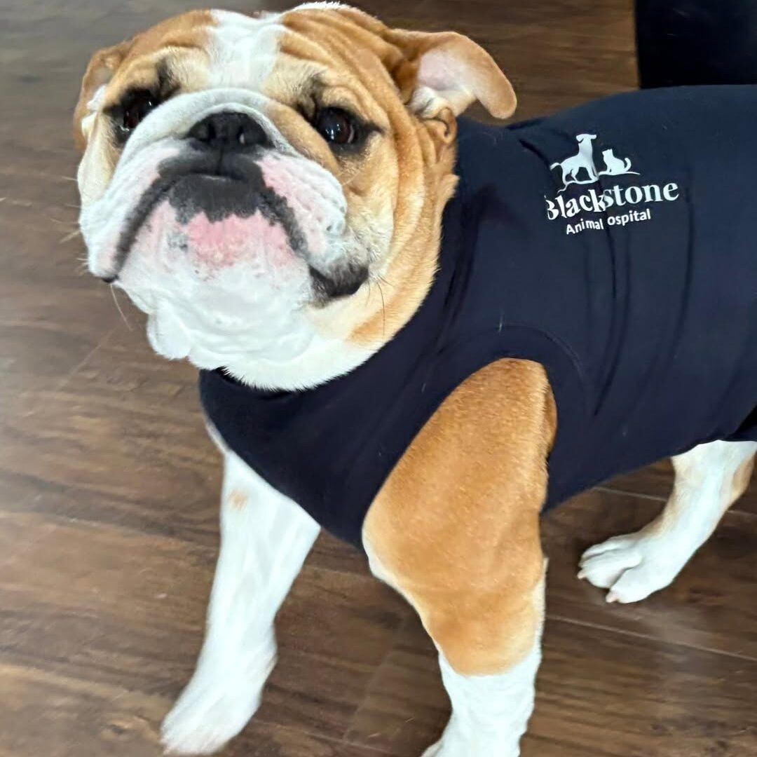 Bulldog wearing a bandage after surgery