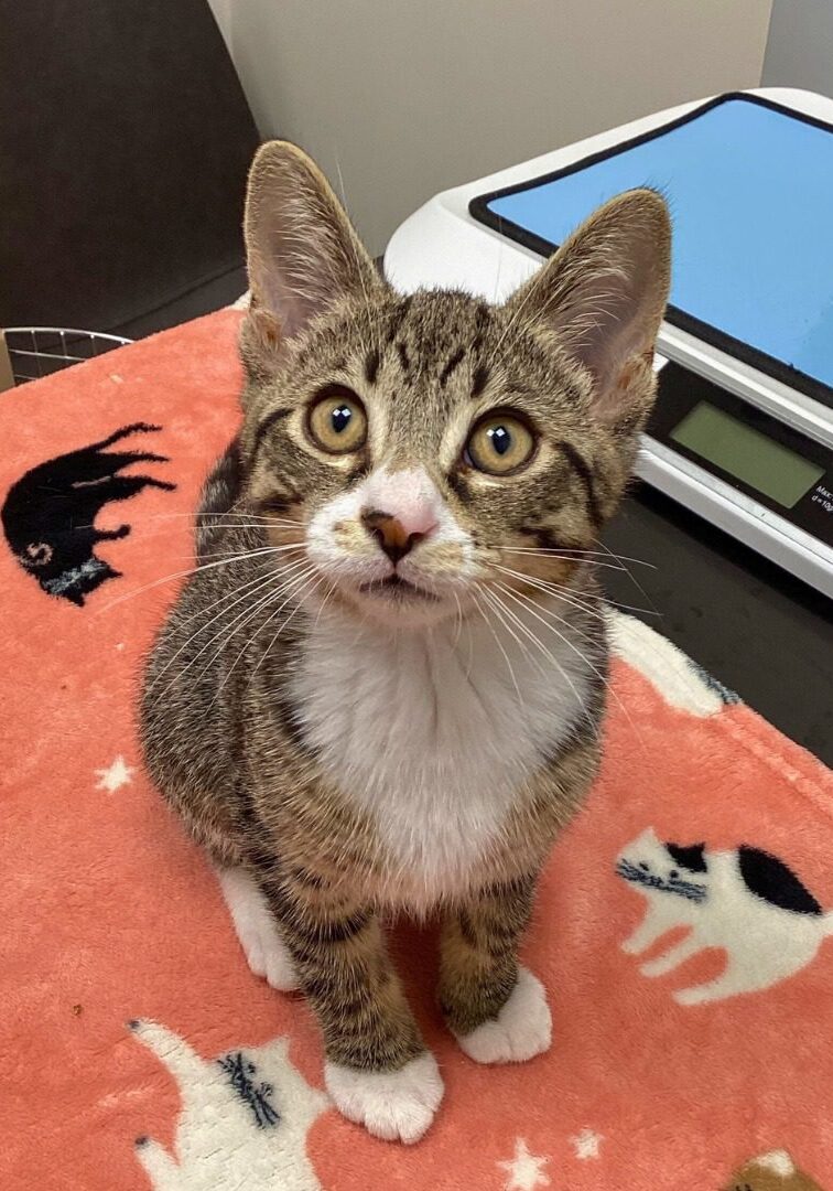 cute brown and white kitten sitting on exam table in veterinary clinic