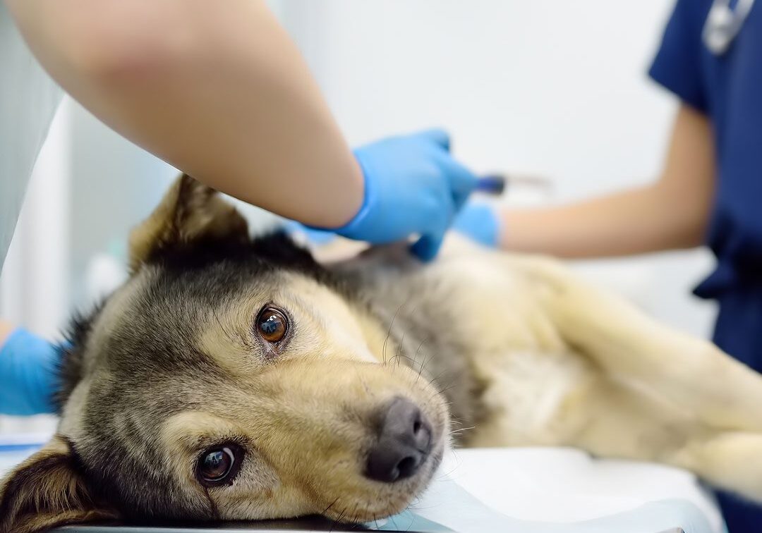 dog laying on veterinary exam table