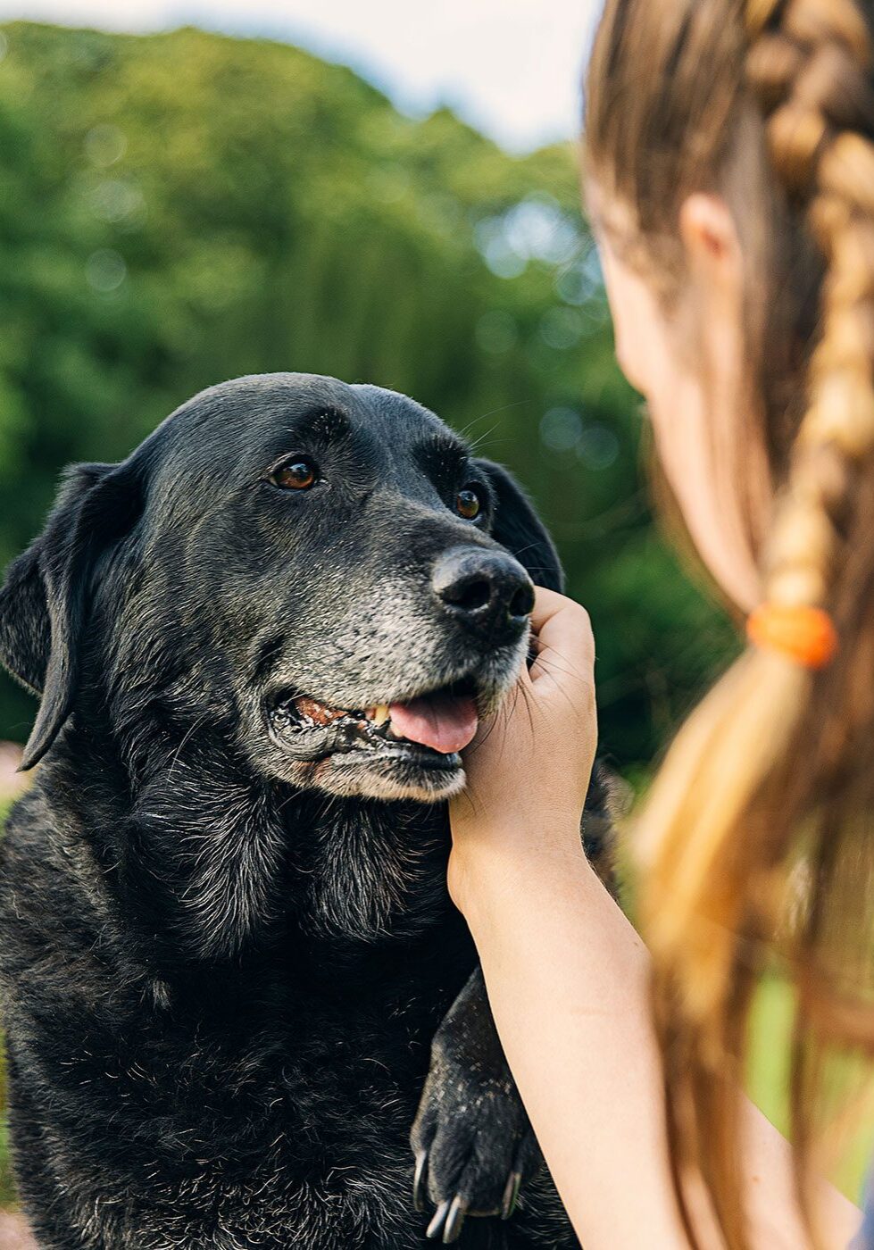 female petting large senior black labrador retriever outside