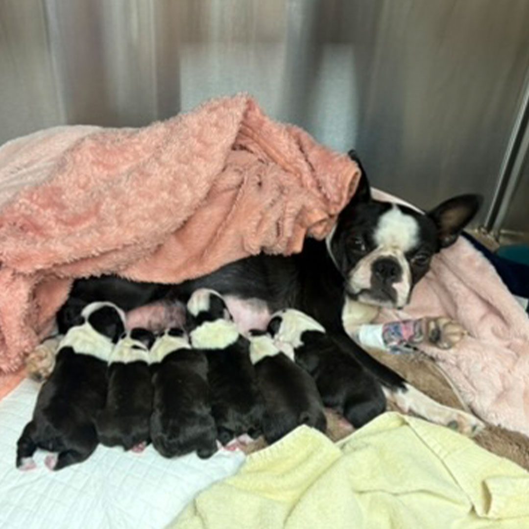 french bulldog mom laying in crate feeding babies