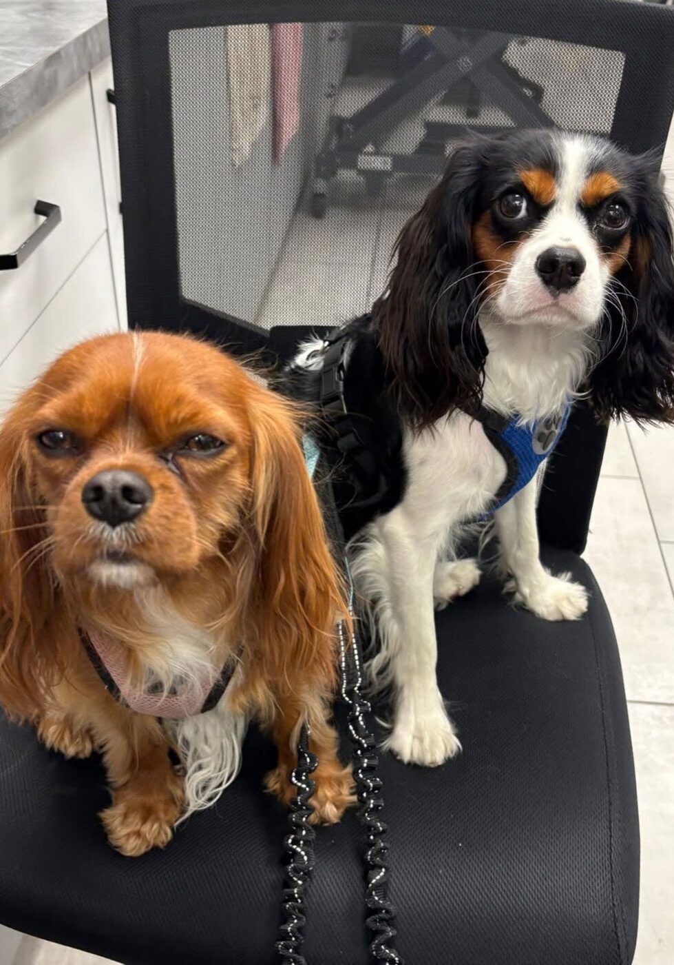 two small fluffy dachshunds sitting together on office chair